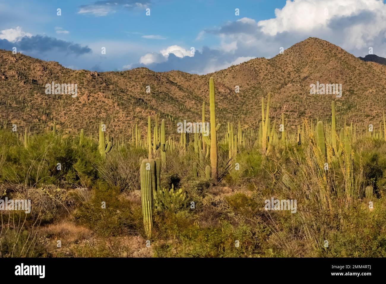 Habitat di Cactus Saguaro nel Parco Nazionale di Saguaro, Arizona, USA Foto Stock