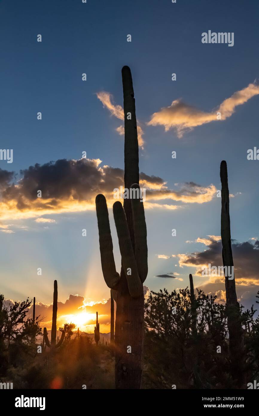 Raggi crepuscolari nelle nuvole sopra il Cactus di Saguaro nel Parco Nazionale di Saguaro, Arizona, USA Foto Stock