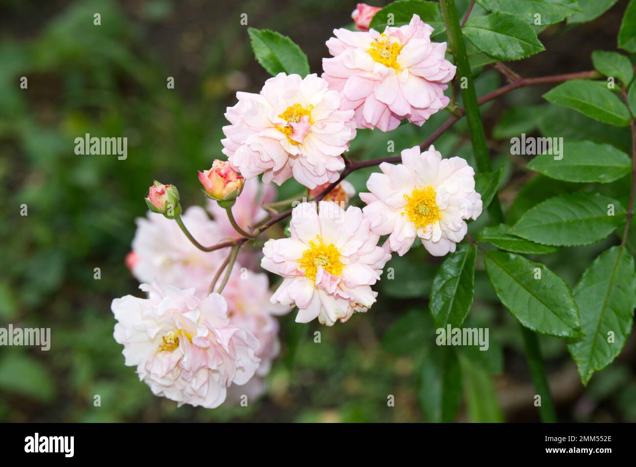 Rosa pallido fiori autunnali di rosa Cornelia in un giardino nel Regno Unito settembre Foto Stock