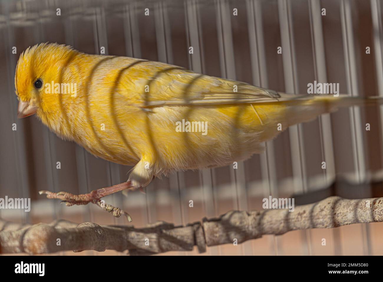 Vivace canarino giallo saltando all'interno della gabbia Foto Stock