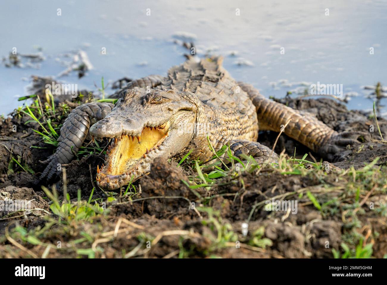 Un coccodrillo che riposa al sole, accanto a una sorgente nella valle di Kidepo, nel nord dell'Uganda. Foto Stock