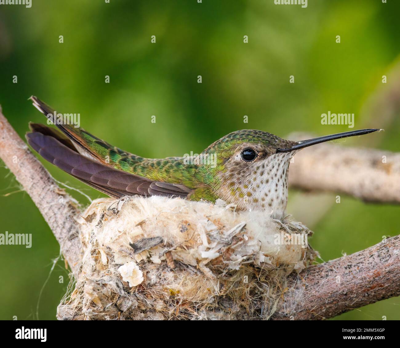 Femmina a coda larga humming (selasforus platycercus) incubando uova il suo nido Colorado, USA Foto Stock