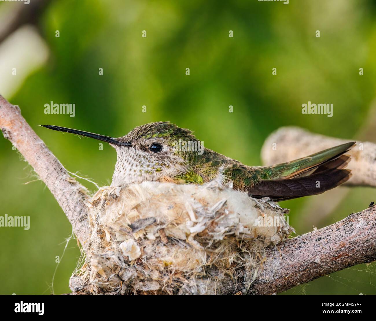 Femmina a coda larga humming (selasforus platycercus) incubando uova il suo nido Colorado, USA Foto Stock