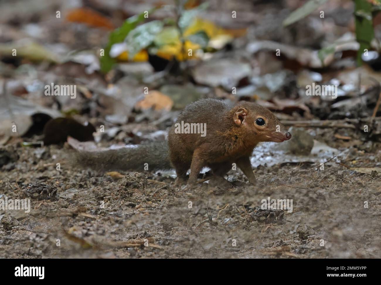 Treeshrew Settentrionale (Tupaia belangeri) foraggio adulto su pavimento forestale Cat Tien, Vietnam. Dicembre Foto Stock