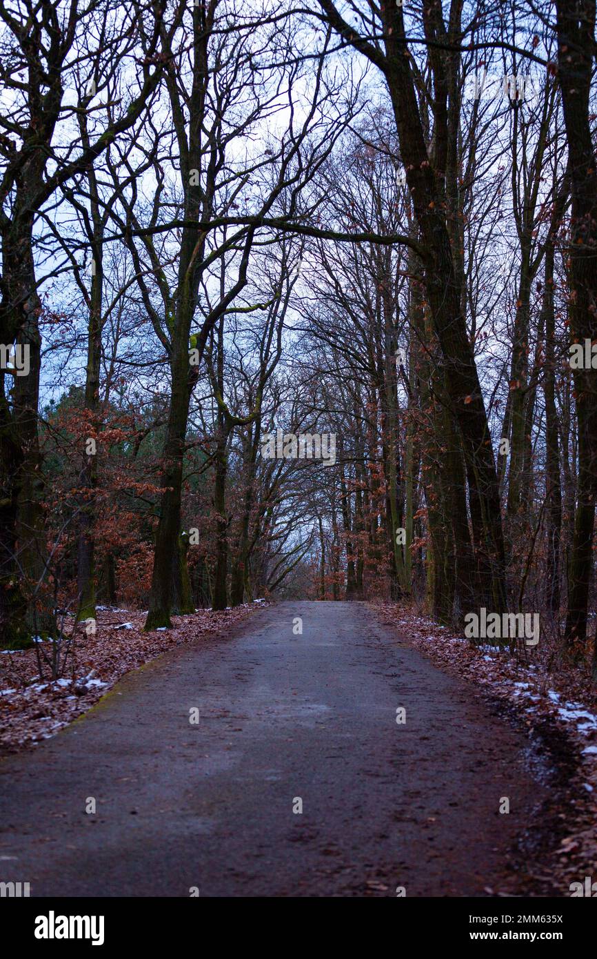 La strada asfaltata gira e passa dritto attraverso alberi senza frondoli. Foto Stock