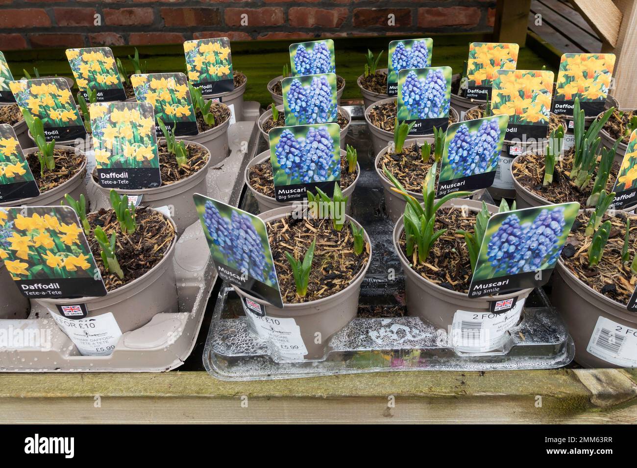 Fiori primaverili in vendita per la piantagione, Daffodils Tete a Tete e Muscari Big Smile Foto Stock