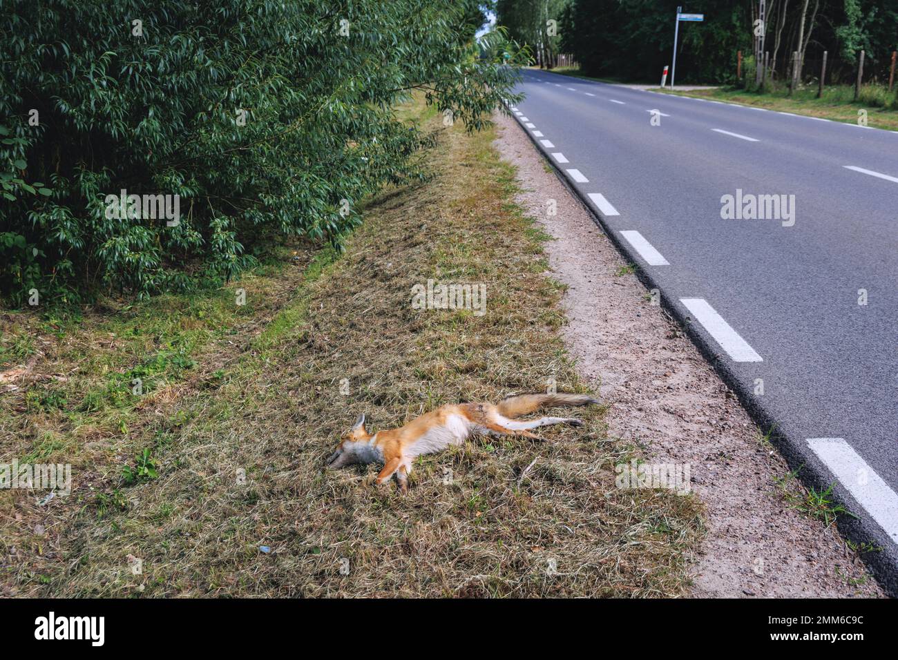 Una volpe uccisa da un'auto in Polonia Foto Stock