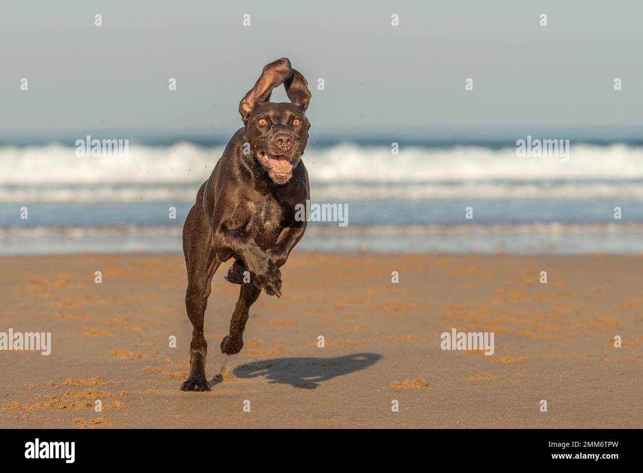 Cane puntatore Shorthaired tedesco che gioca con la palla chuckit in mare a Pembrokeshire Foto Stock