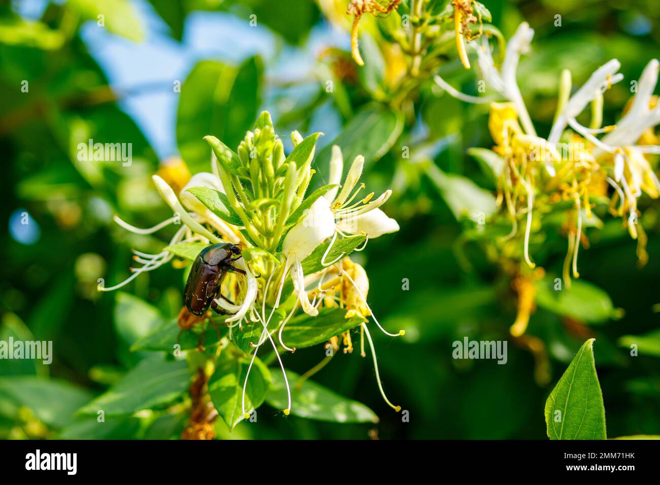 Un coleottero più grande su un fiore Foto Stock