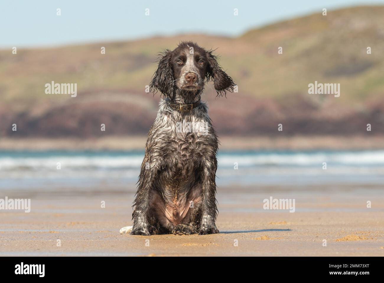 Cane puntatore Shorthaired tedesco che gioca con la palla chuckit in mare a Pembrokeshire Foto Stock