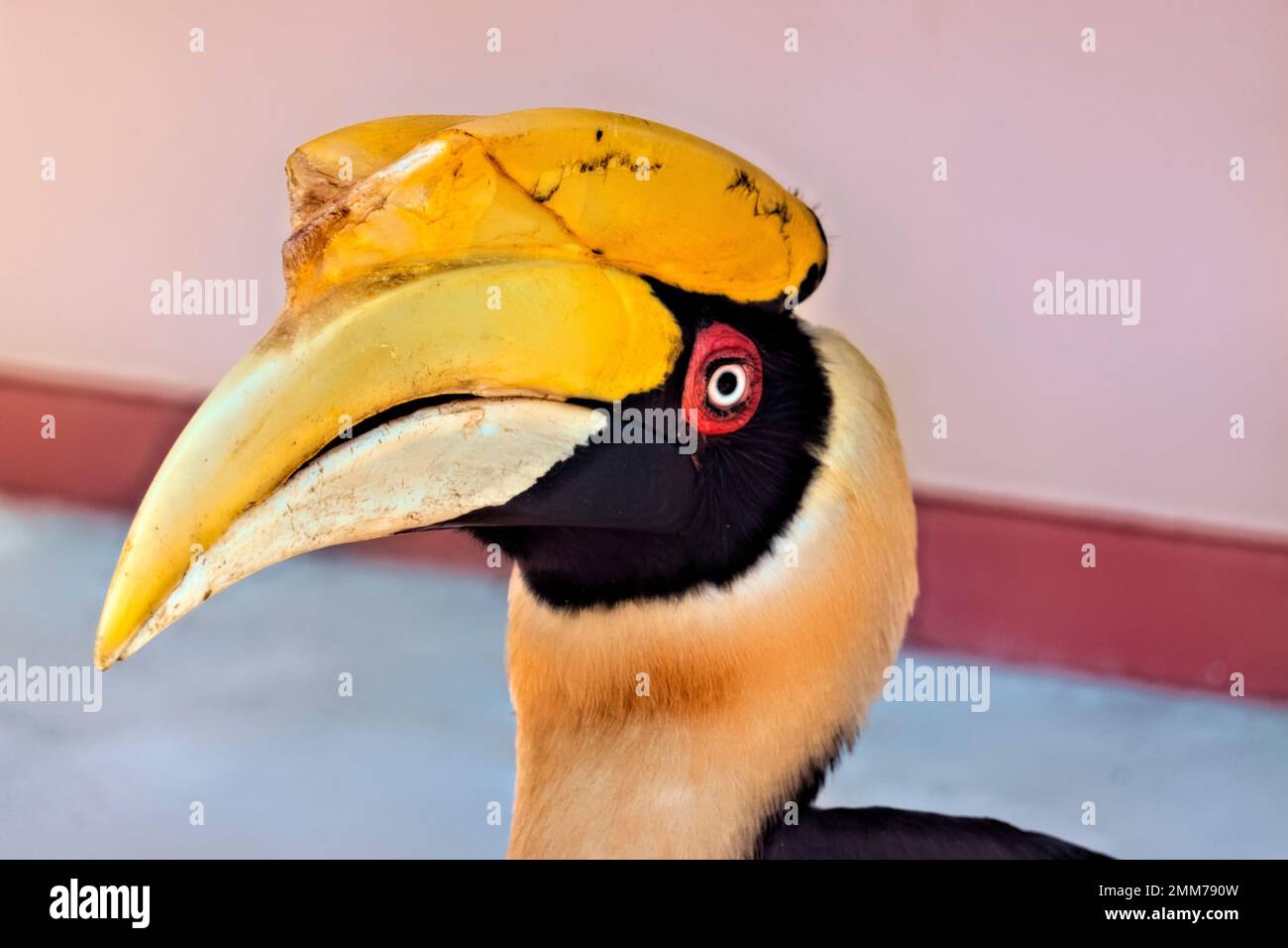 Grande clacera (Buceros bicornis) presso la stazione ranger, Thong Pha Phum Parco Nazionale, Kanchanaburi, Thailandia Foto Stock