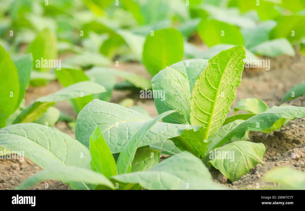 Verde vegetazione frondosa in campo di tabacco Foto Stock