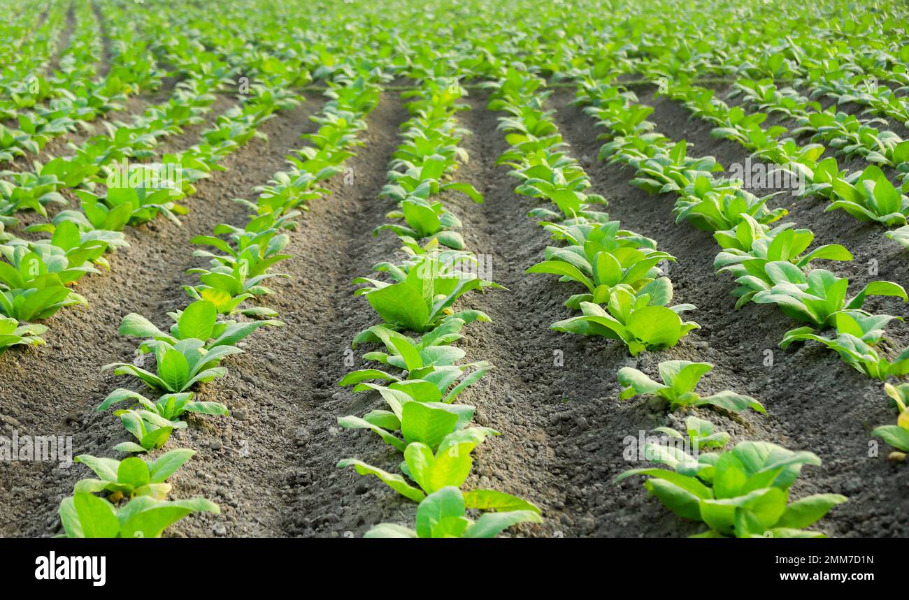 Verde vegetazione frondosa in campo di tabacco Foto Stock