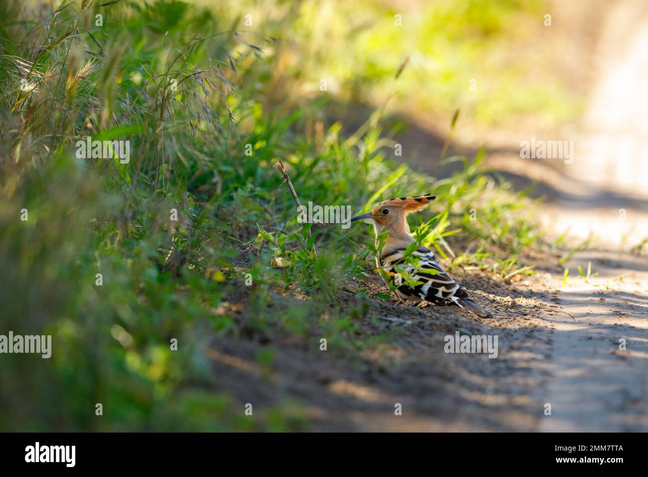 Un Hoopoe nel selvaggio del Delta del Danubio Foto Stock