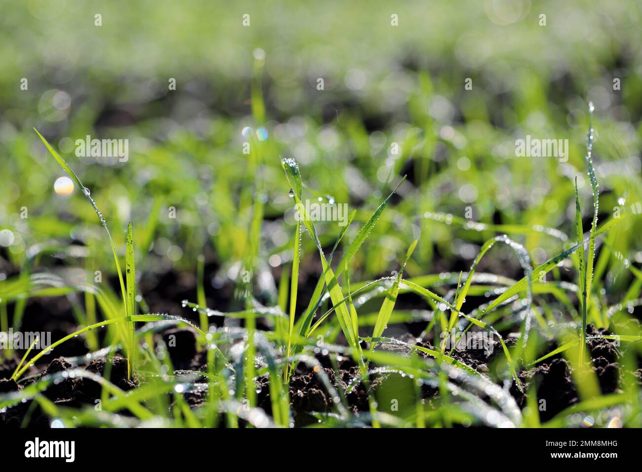 Agricoltura, cereali, produzione di grano e orzo: Un campo con grano verde invernale giovane, germogli d'orzo, germogli primaverili. Foto Stock