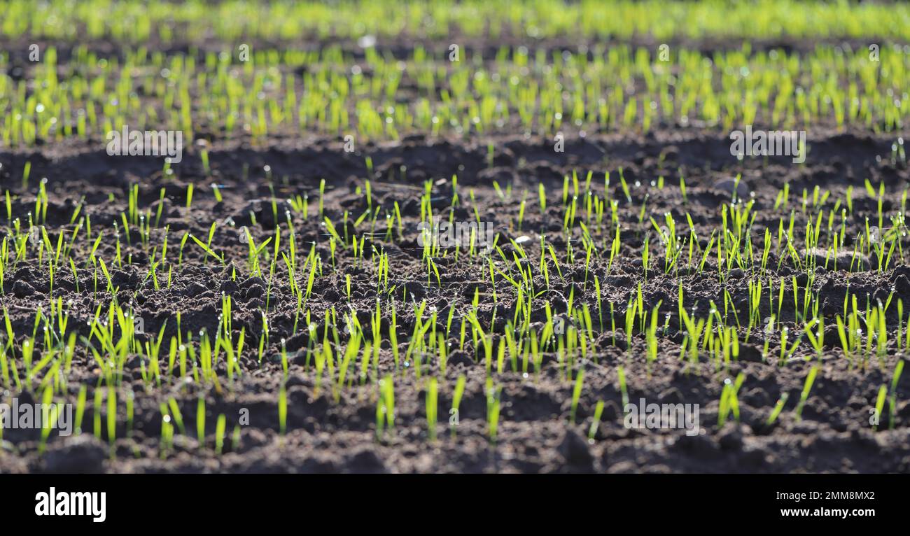 Agricoltura, cereali, produzione di grano e orzo: Un campo con grano verde invernale giovane, germogli d'orzo, germogli primaverili. Foto Stock