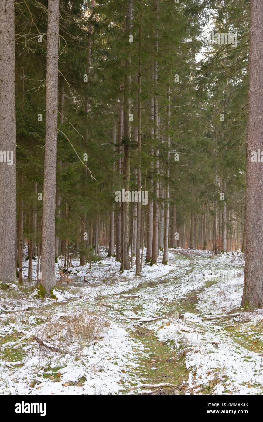 sentiero forestale nel bosco invernale Foto Stock