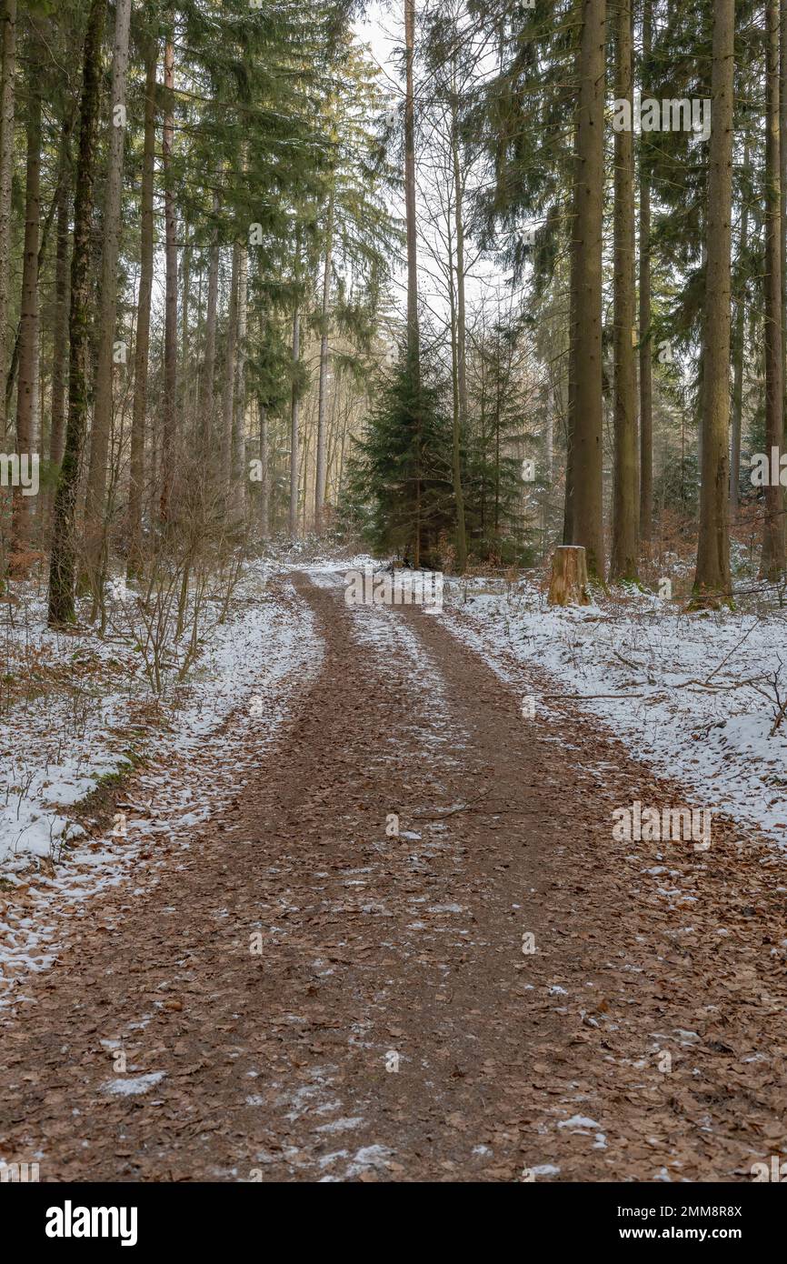 sentiero forestale nel bosco invernale Foto Stock