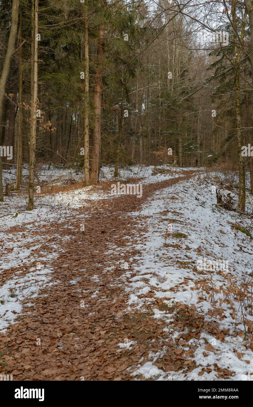 sentiero escursionistico nella foresta invernale Foto Stock