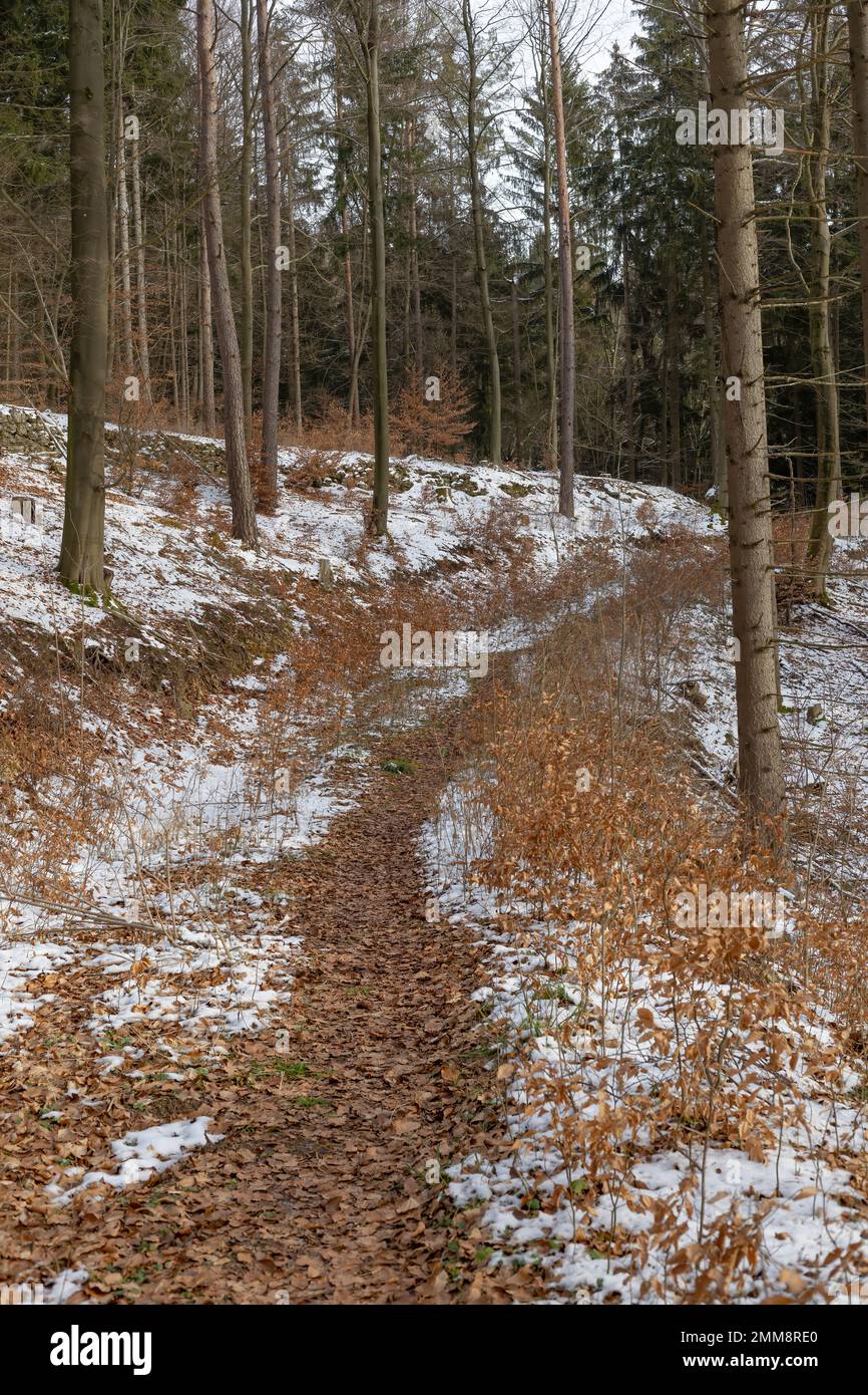 sentiero escursionistico nella foresta invernale Foto Stock