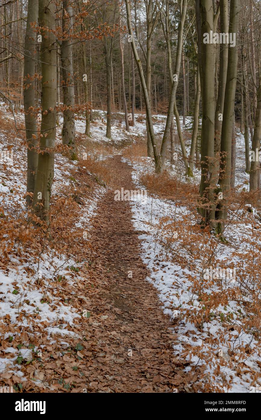 sentiero escursionistico nella foresta invernale Foto Stock