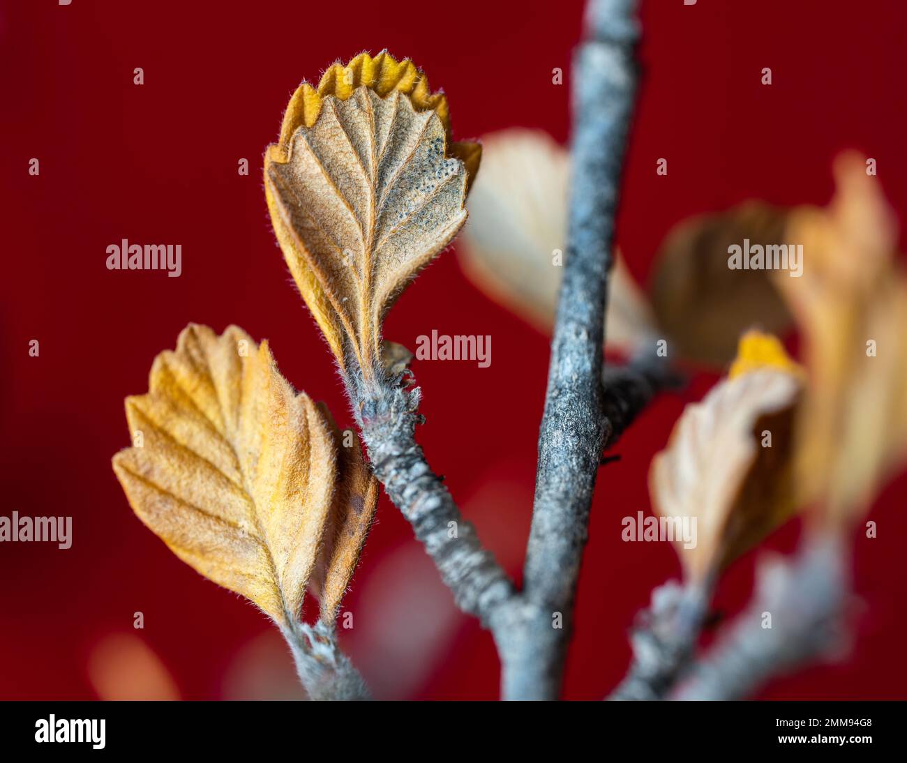 Mogano Alderleaf Mountain con foglie autunnali marroni con bordi a dente di sega sugli steli. Foto Stock