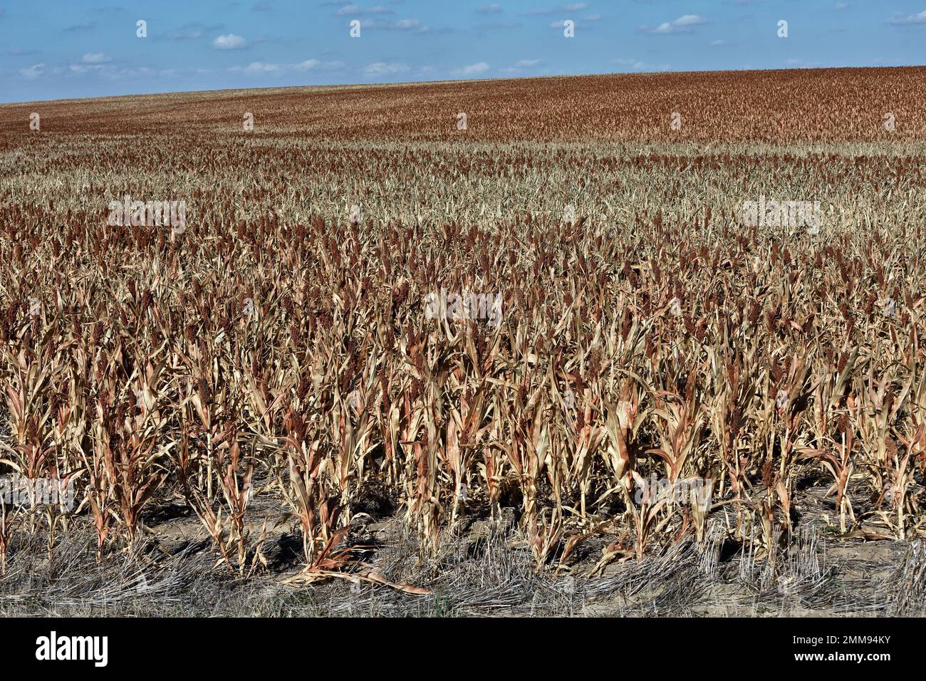 Campo di Milo 'Sorghum vulgare', che mostra fallimento di raccolto dovuto mancanza di pioggia, agricoltura contornata, Wakeeney, Kansas. Foto Stock