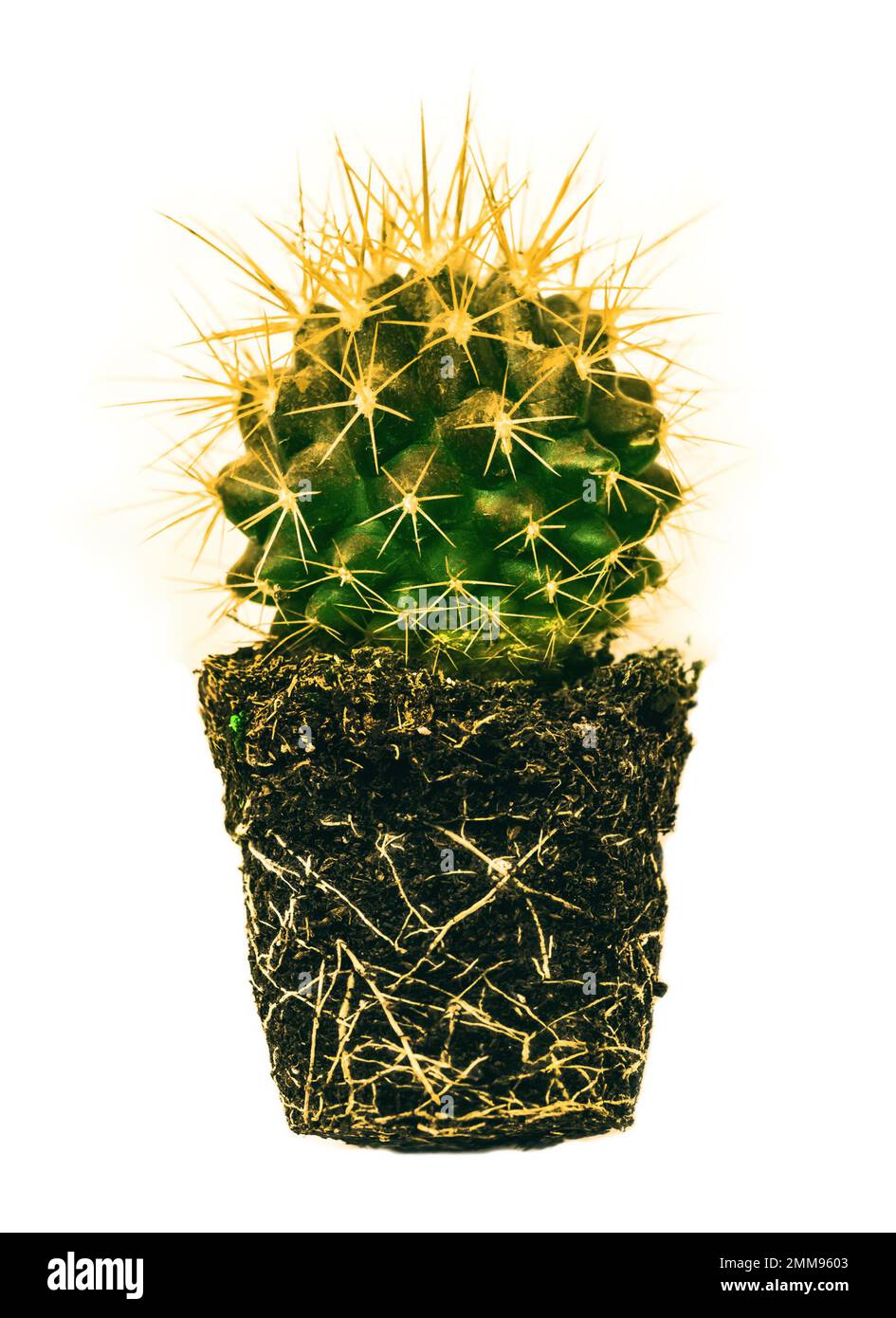 Il Echinocactus Grusonii, sistema di radice Foto Stock