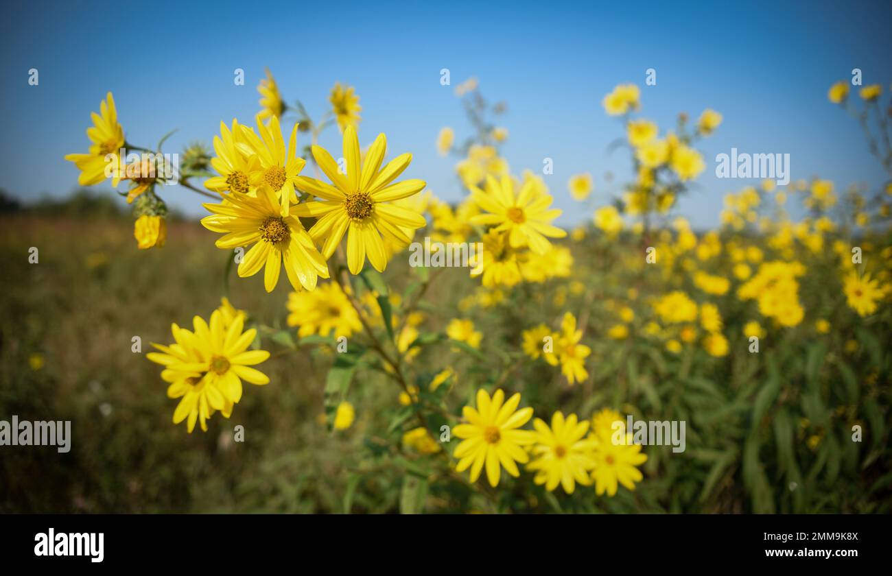 I girasoli di Tickseed sono in piena fioritura il 15 settembre 2022, presso HuffmanPrairie sulla base dell'aeronautica militare Wright-Patterson, Ohio. Huffman Prairie è la prateria più grande dell'Ohio e i suoi 109 ettari ospitano più di 300 specie di fiori selvatici. Foto Stock