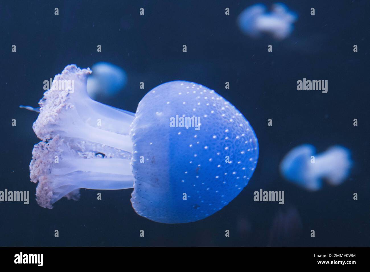 Pesce di gelso australiano (Phyllorhiza punctata), loro Park, Puerto de la Cruz, Tenerife, Spagna Foto Stock