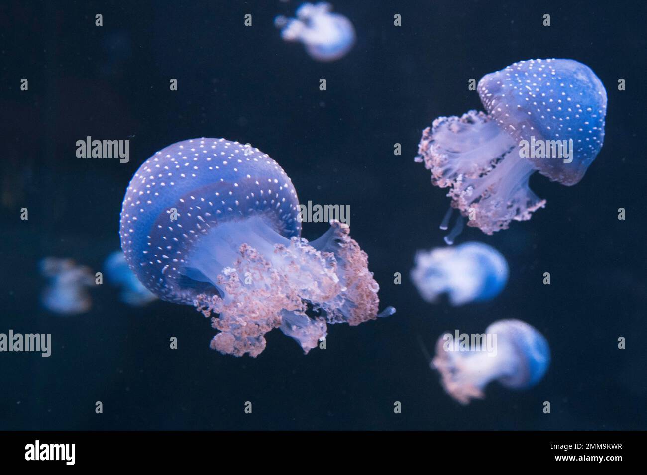 Pesce di gelso australiano (Phyllorhiza punctata), loro Park, Puerto de la Cruz, Tenerife, Spagna Foto Stock