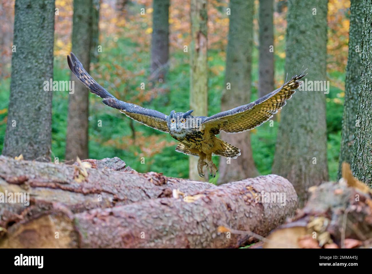 Aquila eurasiatica (Bubo bubo), adulto, in avvicinamento al palo di legno nella foresta, autunno Foto Stock