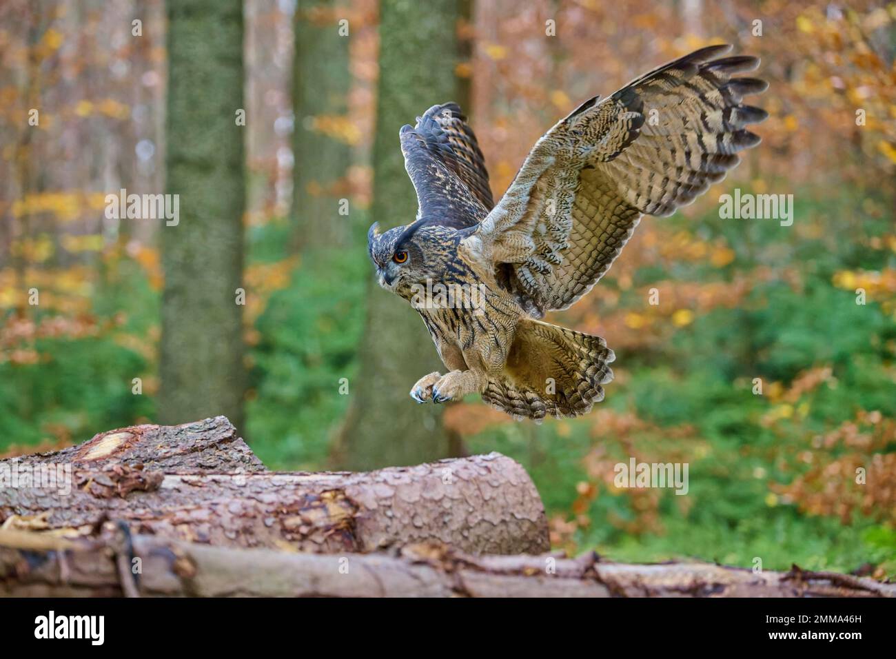Aquila eurasiatica (Bubo bubo), adulto, tronco di albero in avvicinamento nella foresta, autunno Foto Stock