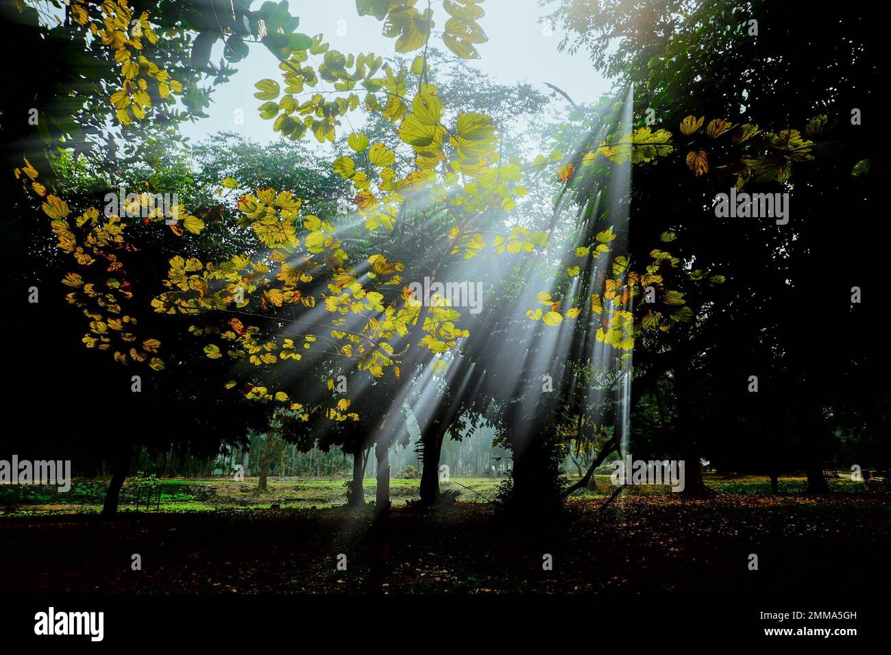 I tranquilli raggi del sole che scendono attraverso il fogliame nella mattina d'inverno, Howrah, Bengala Occidentale, India. Verde scuro foglie sullo sfondo creando utile contro Foto Stock