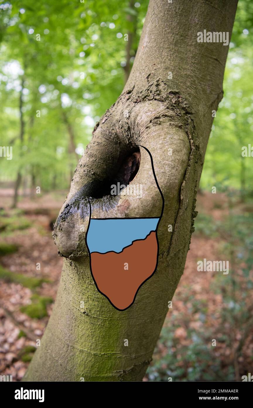 Struttura in legno di deadwood come microhabitat, vaso d'acqua Dendrotelm in un faggio, l'illustrazione senza didascalia mostra come l'interno è costruito Foto Stock