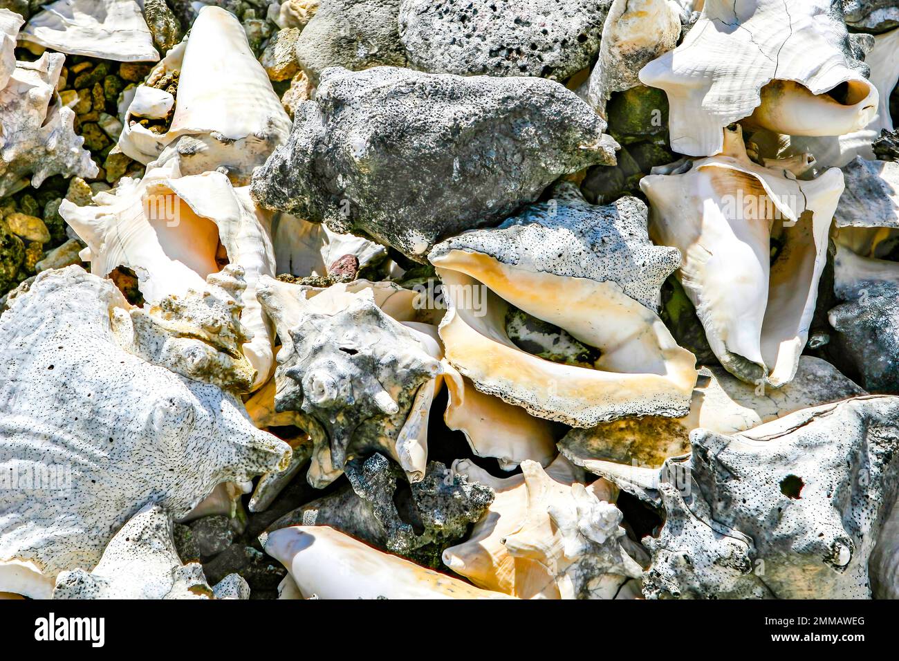conchiglie lasciate sulla spiaggia dopo una tempesta Foto Stock