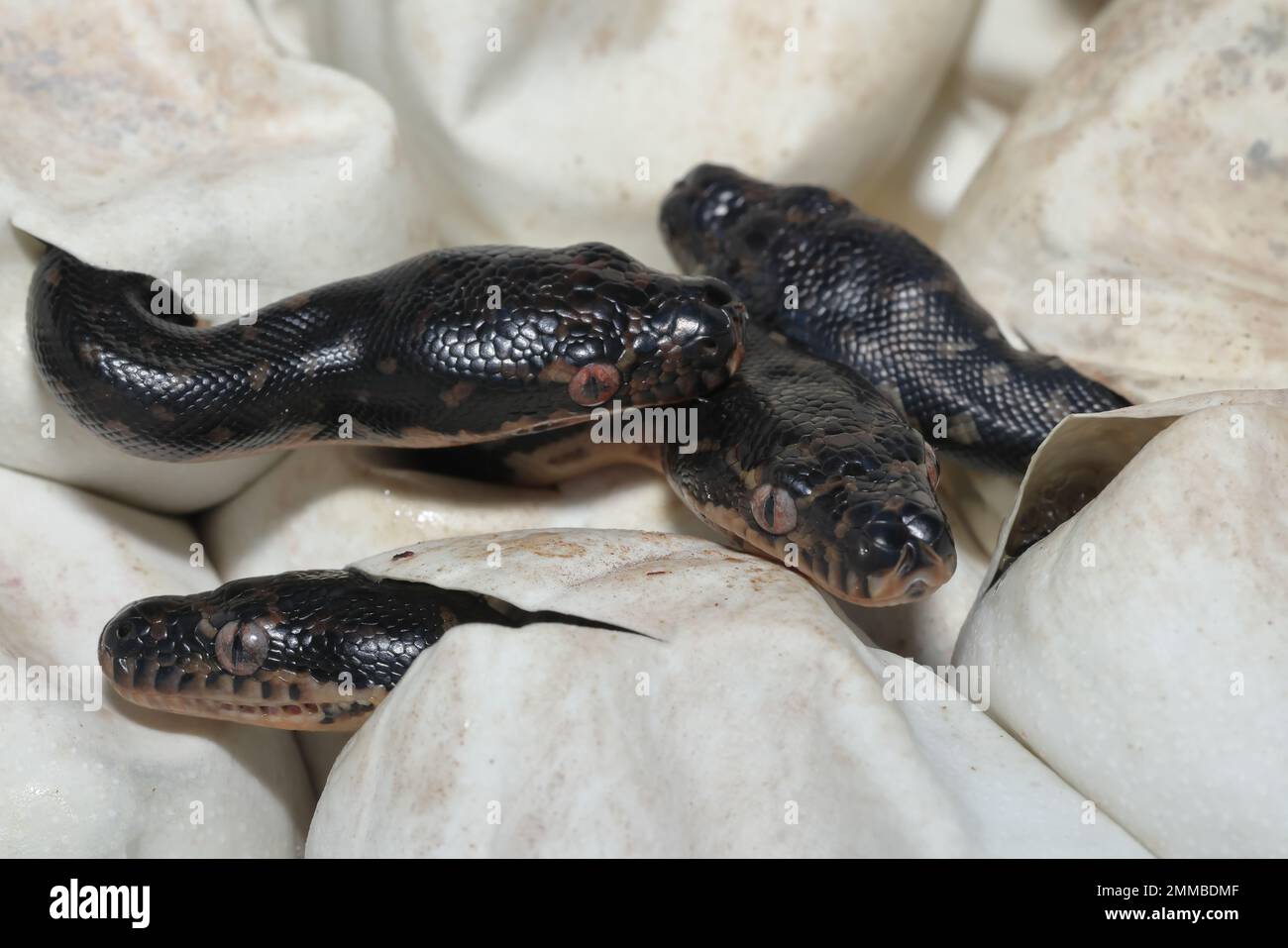 Australian Diamond Pythons che cova dalle uova Foto Stock