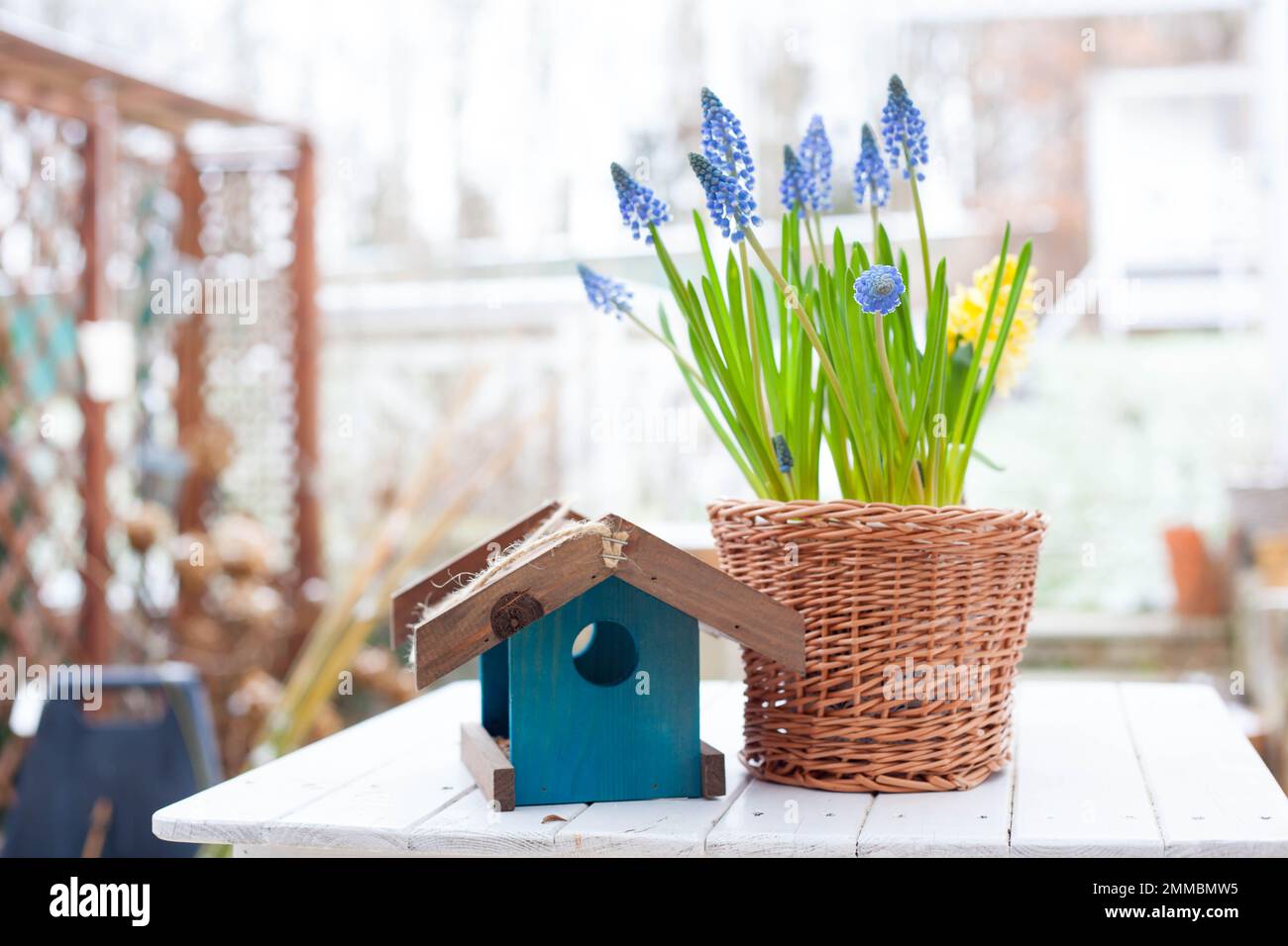 Primavera bulbo fiori giacinto uva Muscari e giacinto giallo in cesto di ricamo fatto a mano e uccello di legno blu alimentatore su tavolo di legno bianco all'aperto Foto Stock