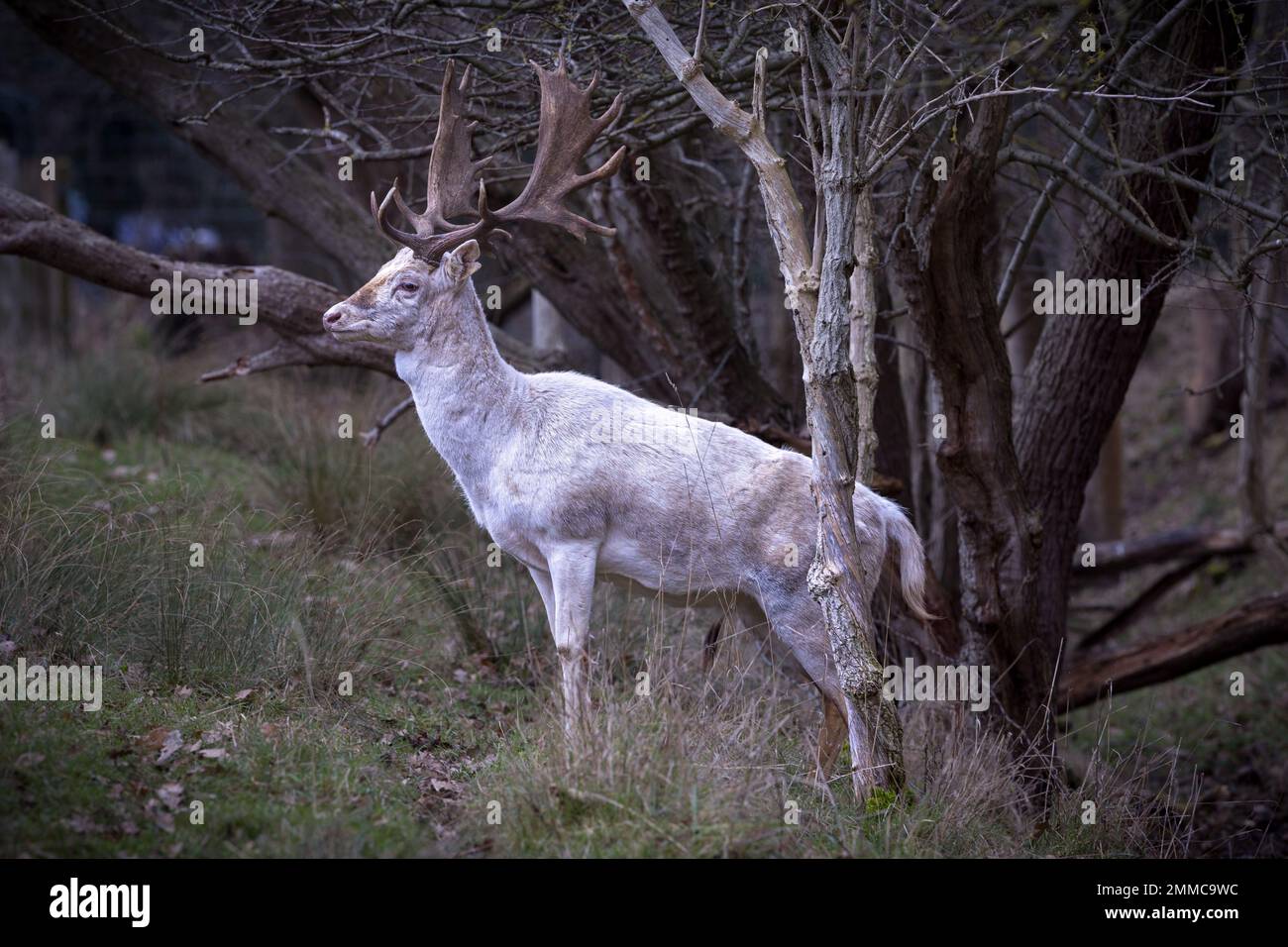 Deer, Engalnd Foto Stock