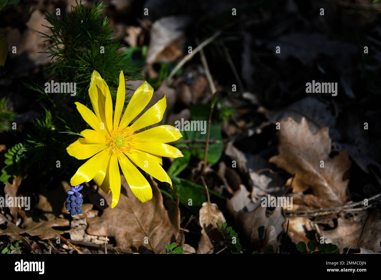 Occhio fagiano giallo in primavera Foto Stock