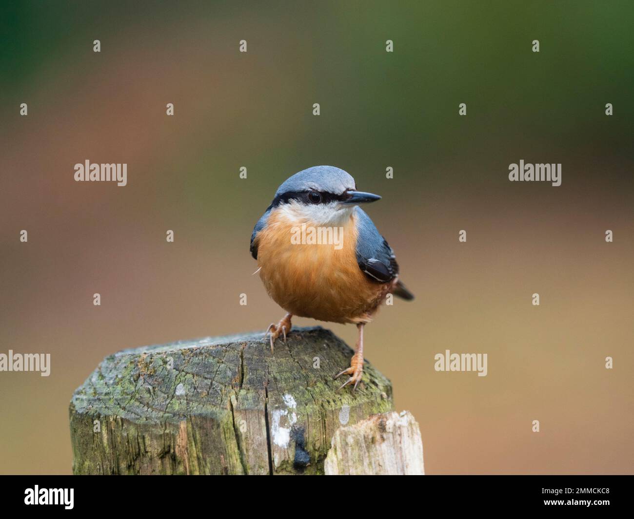 Piumaggio blu e arancione del piccolo uccello nativo britannico della foresta, Sitta europaea, nuthatch Foto Stock