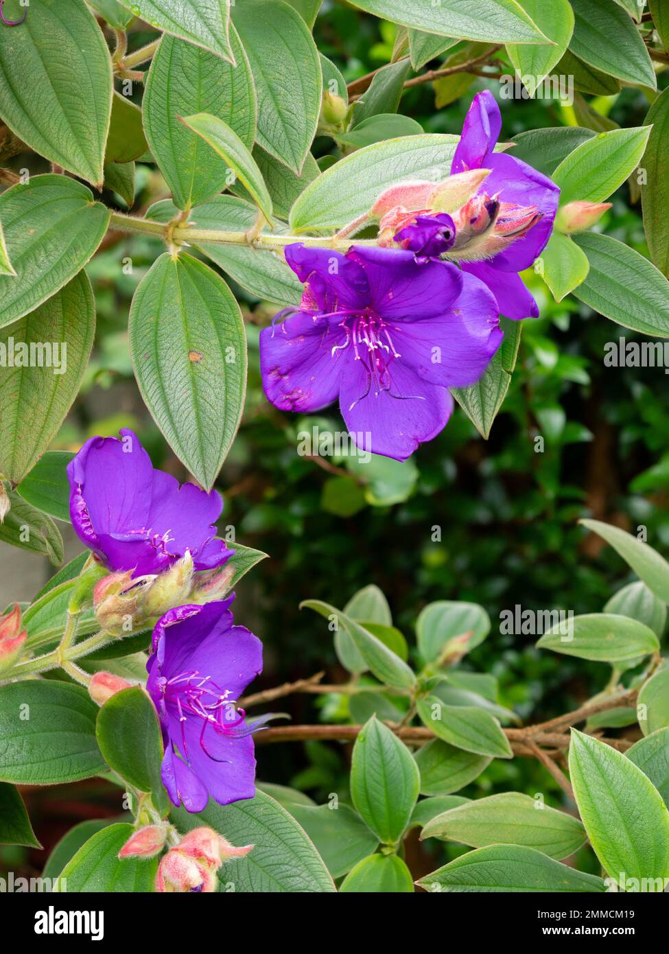 Fiori d'inverno viola della macchia di gloria esotica tenera, Tibouchina organensis, in un giardino di Plymouth Foto Stock