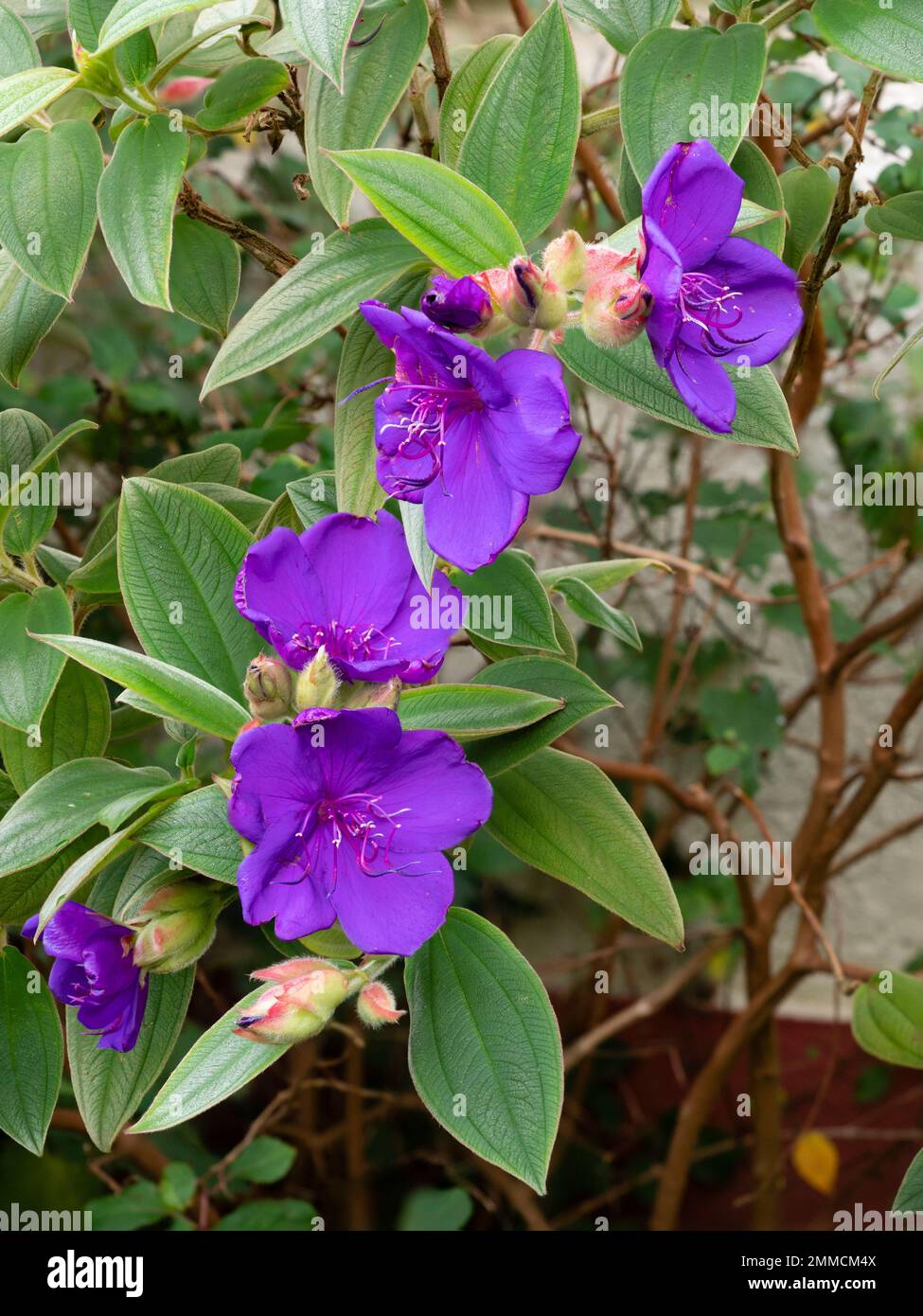 Fiori d'inverno viola della macchia di gloria esotica tenera, Tibouchina organensis, in un giardino di Plymouth Foto Stock