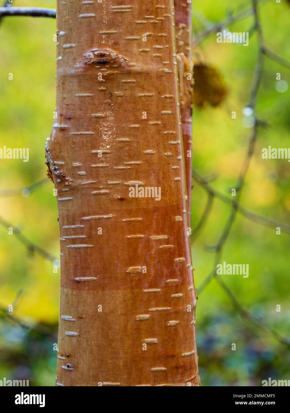 Russet marrone liscia corteccia del piccolo albero da giardino ornamentale, Betula utilis 'Buckland' Foto Stock
