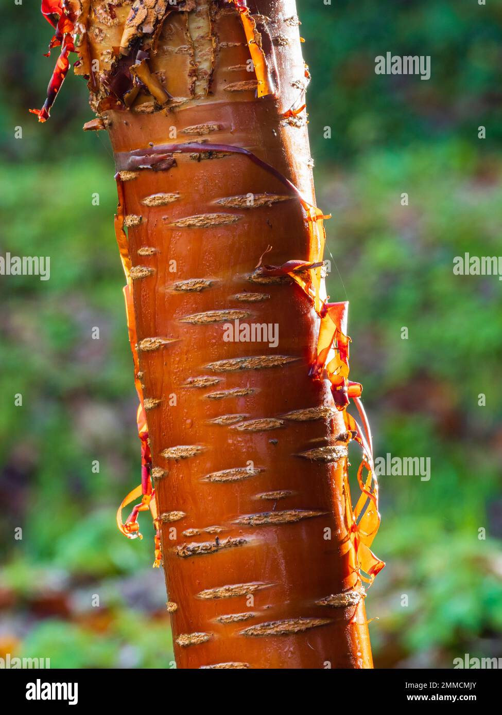 Corteccia giovane e copiosa del piccolo albero ornamentale e duro, Prunus serrura, ciliegia tibetana Foto Stock