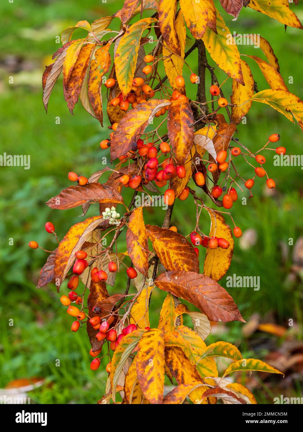 Bacche autunnali di colore rosso-arancio e rustici dell'albero deciduo, Sorbus folgneri 'Emiel' Foto Stock