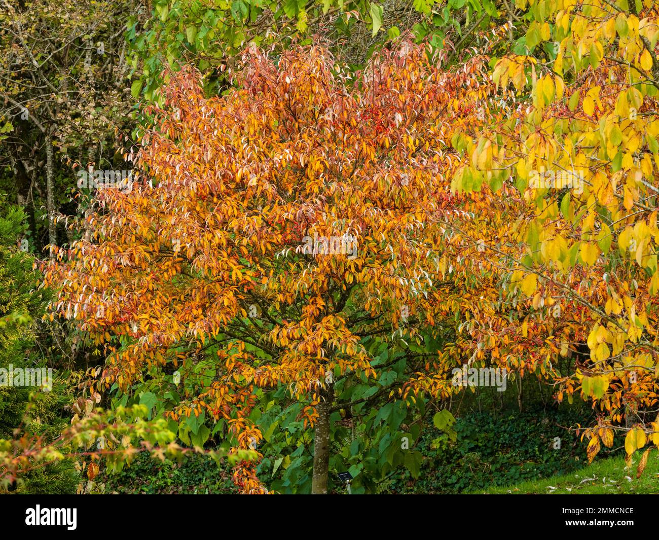 Bacche autunnali di colore rosso-arancio e rustici dell'albero deciduo, Sorbus folgneri 'Emiel' Foto Stock
