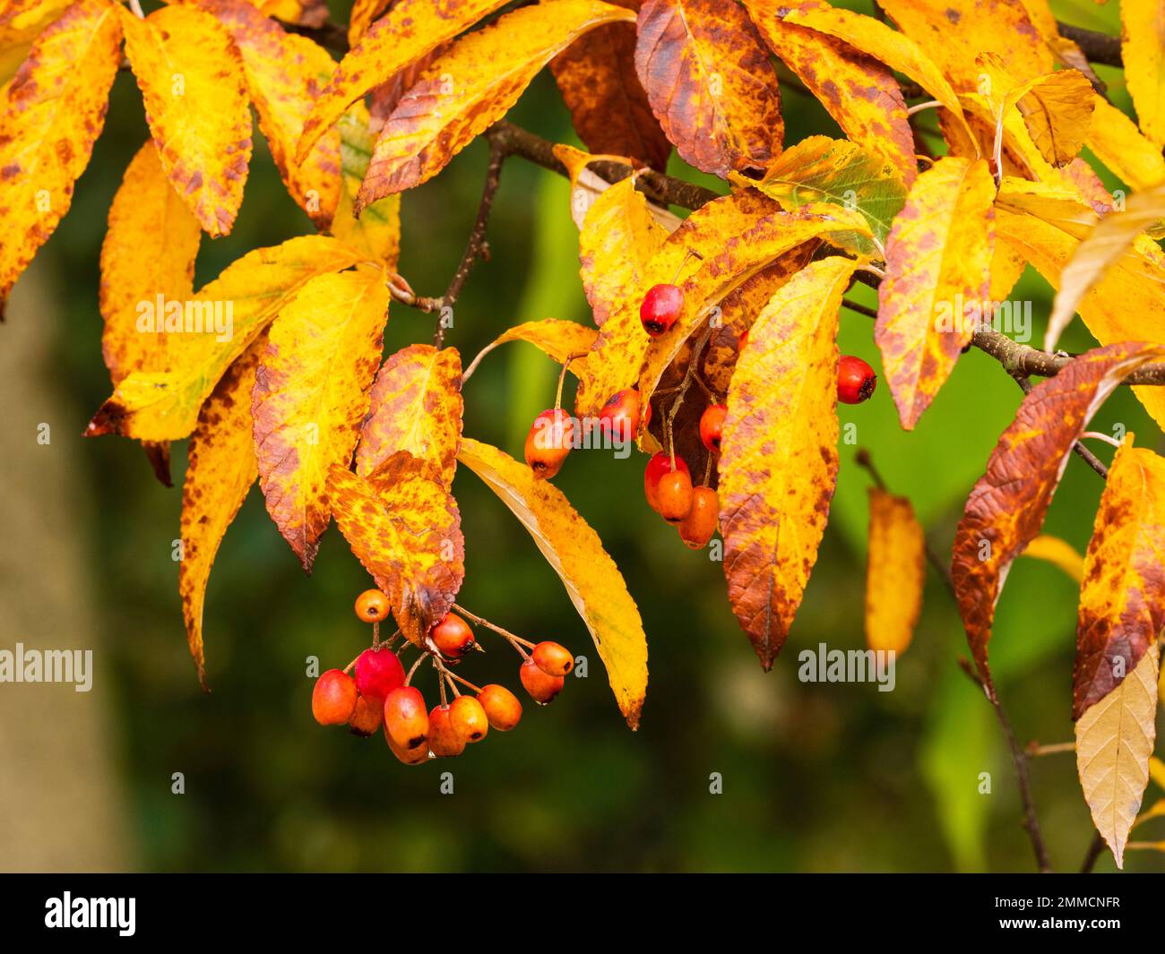 Bacche autunnali di colore rosso-arancio e rustici dell'albero deciduo, Sorbus folgneri 'Emiel' Foto Stock