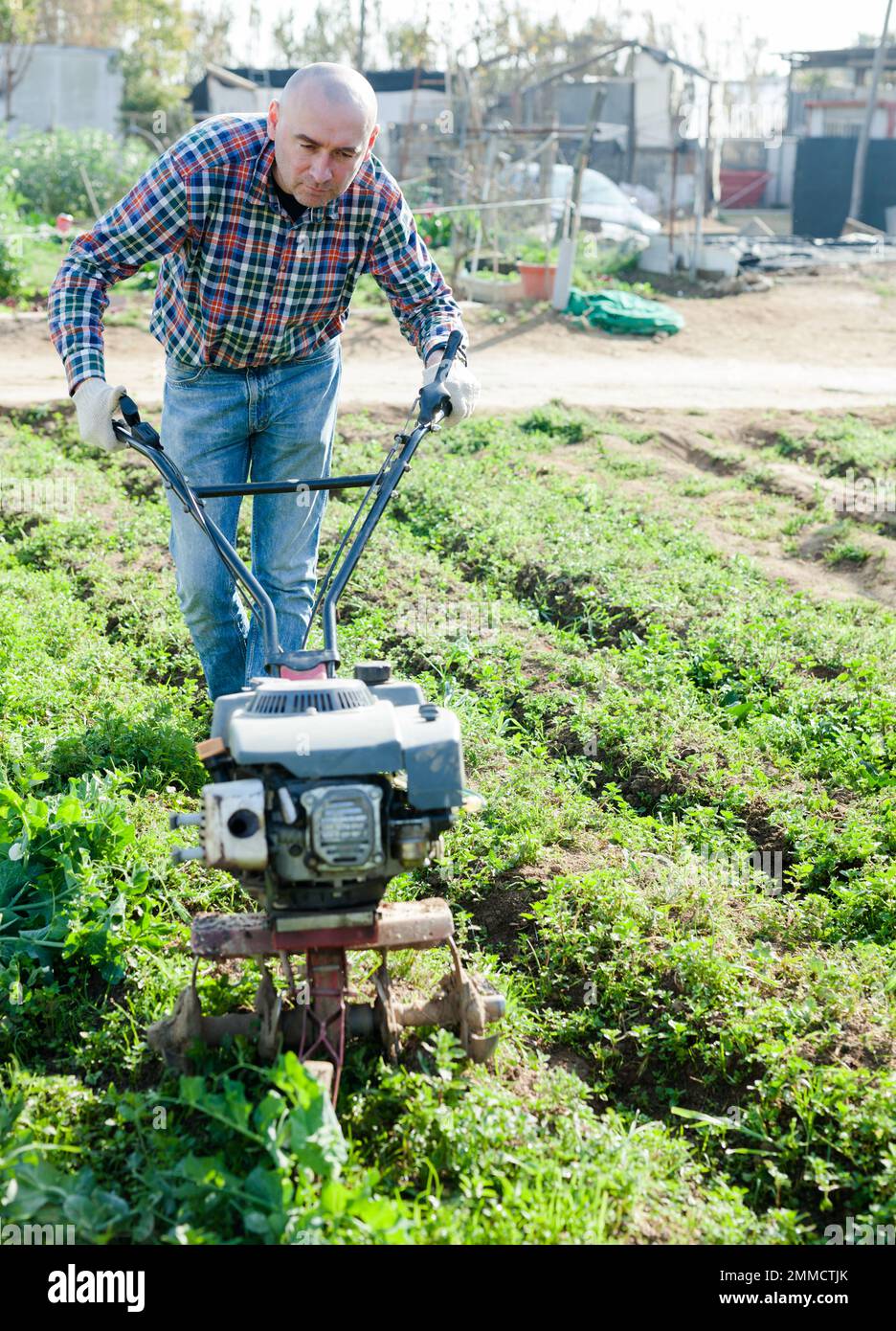 Giardiniere utilizzando coltivatore motorizzato nel suo giardino Foto Stock
