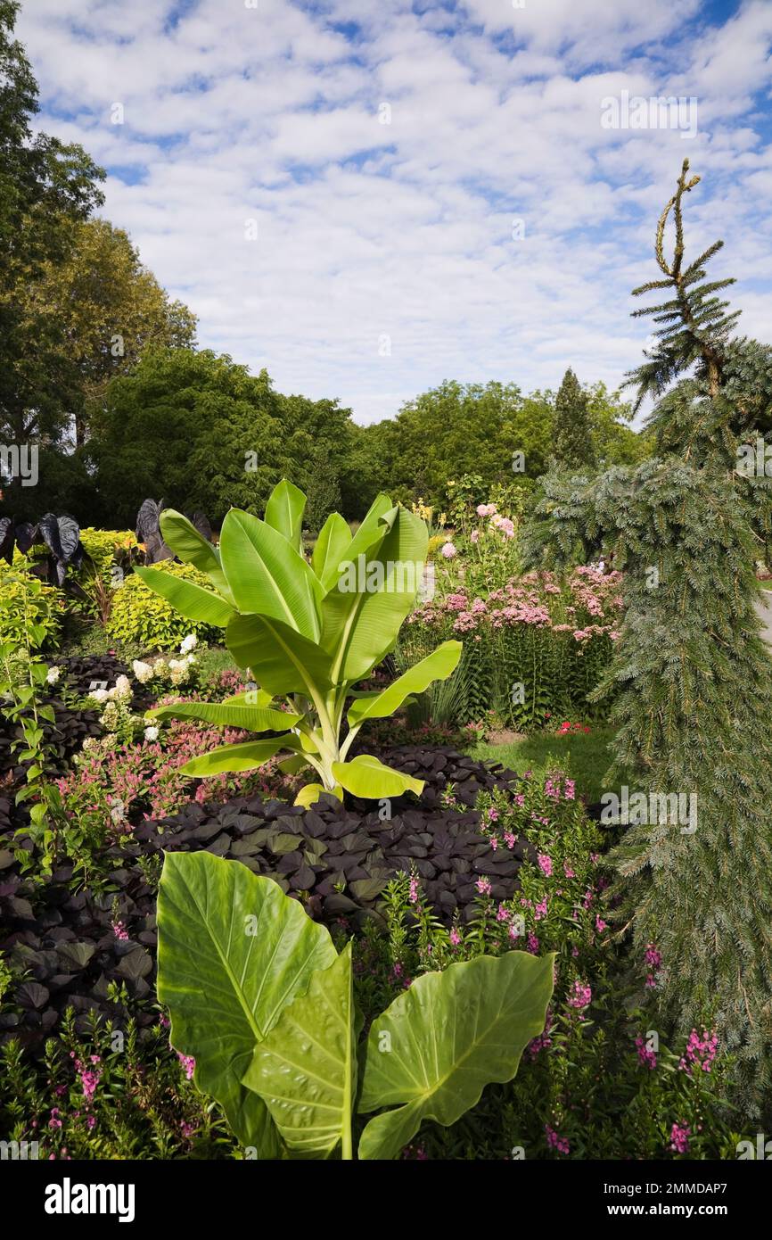 Confine misto con l'Alocasia - Ear dell'elefante, Ipomoea purpurea - Common Morning Glory, Musa - pianta di banana nana, Picea glauca 'Pendulaa' - abete bianco. Foto Stock